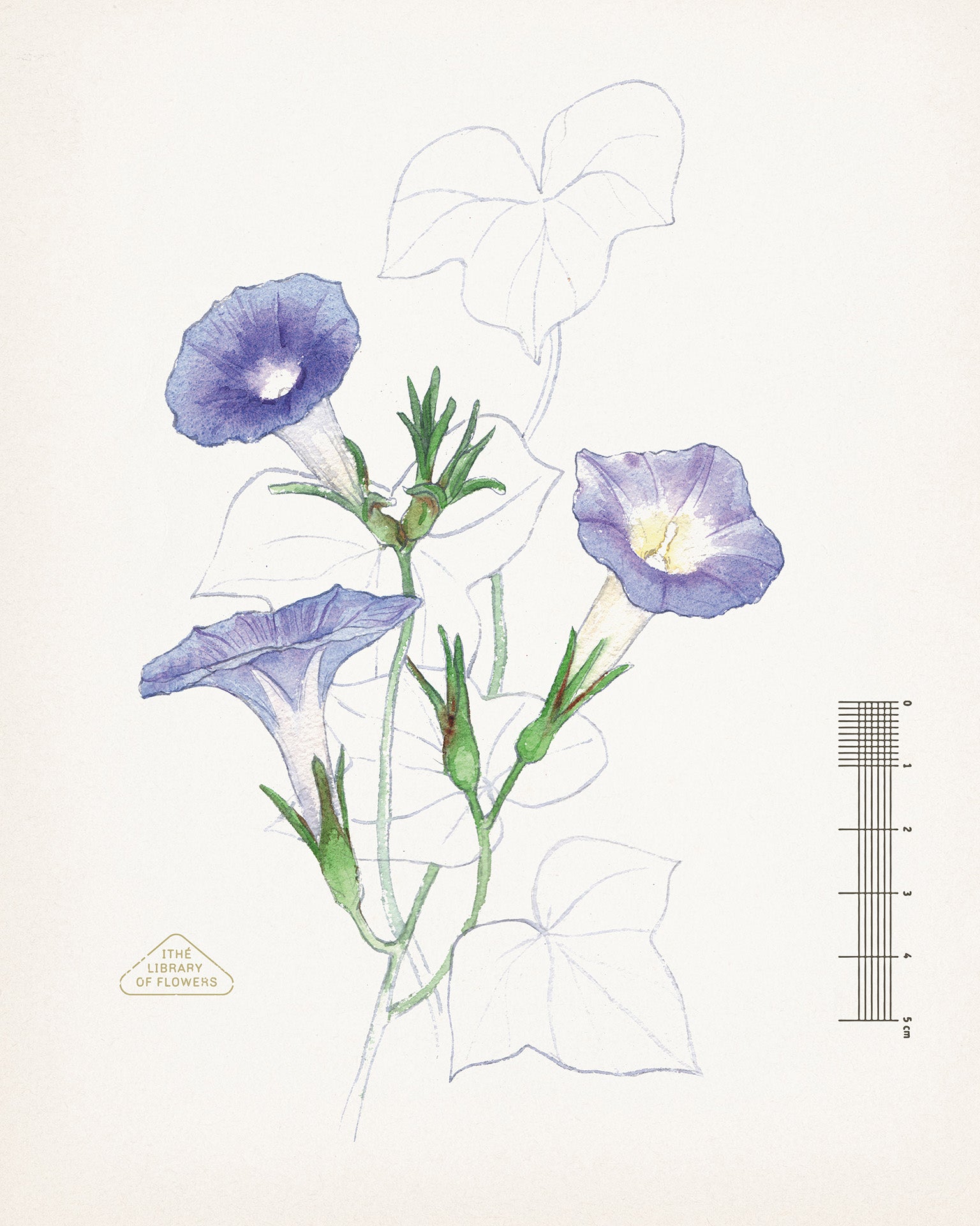 Neelpushpi Hoops | Platinum